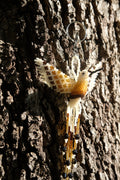 Colibri
