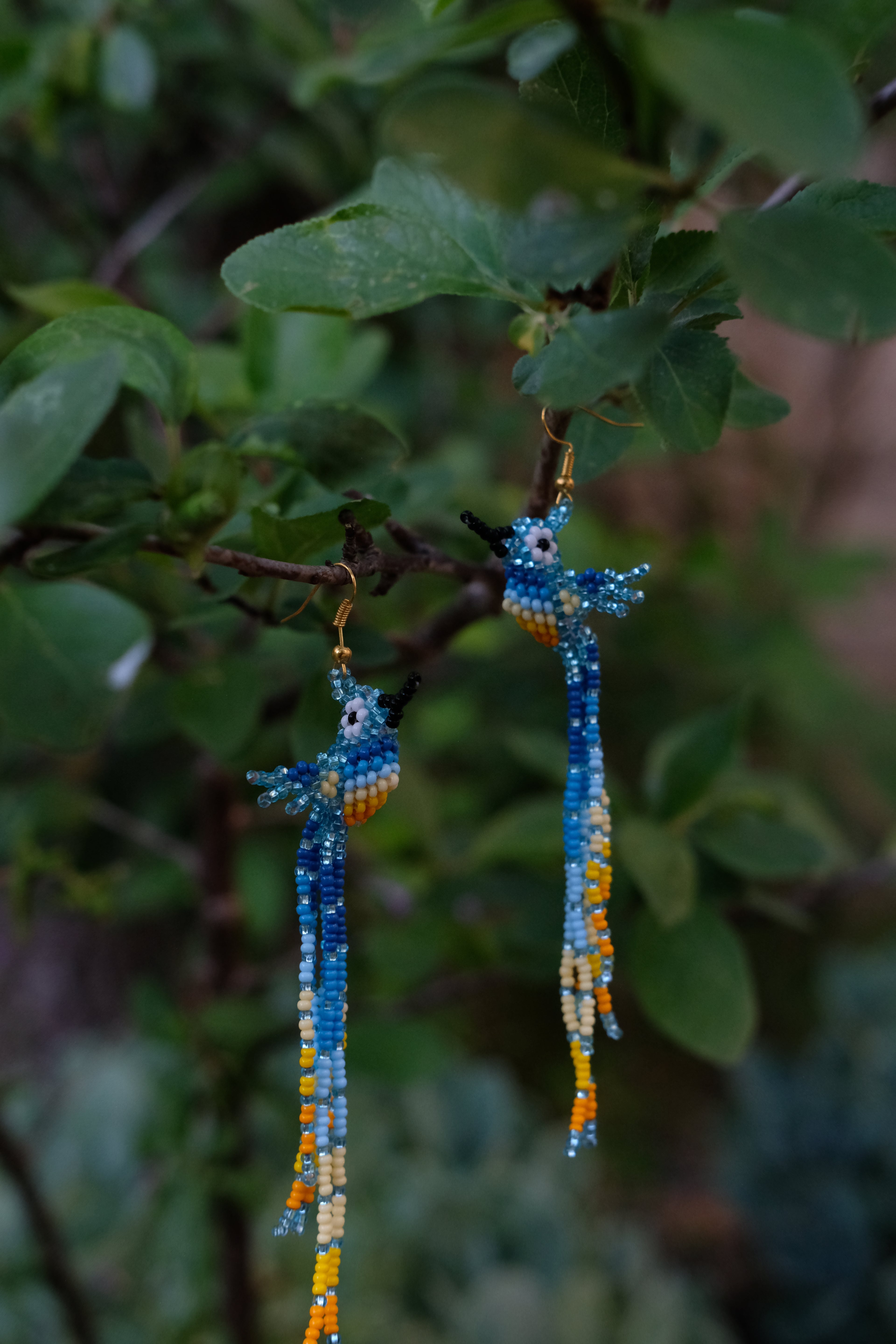 Espiritu del Colibri